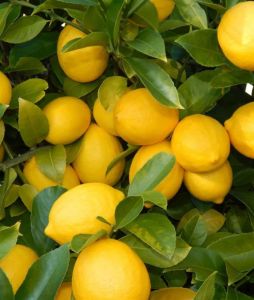 Seedless Lemon