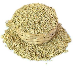 Pearl Millet Seeds, Color : Green, Packaging Type : Bag