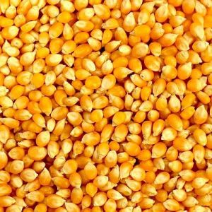 Yellow Corn Seeds for Planting Growing