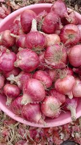 Red Garwa Pink Onion, Onion Size : Medium Gunny Bag, Net Bag