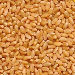 Sharbati Wheat Grain for Cooking, Packaging Type : Plastic Bag