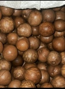 Macadamia Nut Seeds