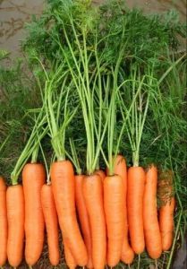 A Grade Fresh Red Carrot