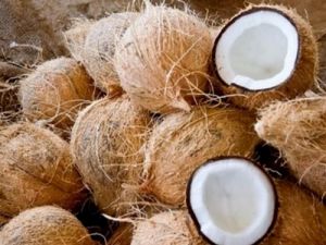 Fresh Full Husked Coconuts