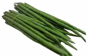 Fresh Green Drumstick