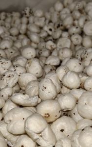 5 Sutta Phool Makhana