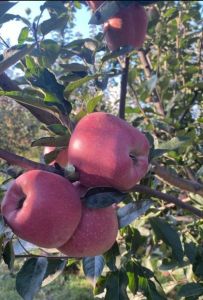 Natural A Grade Kashmiri Apple, Packaging Size : 25-50kg