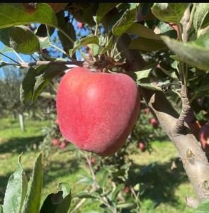 C Grade Kashmiri Apple