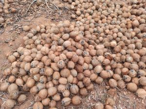 Semi Husked Brown Coconut