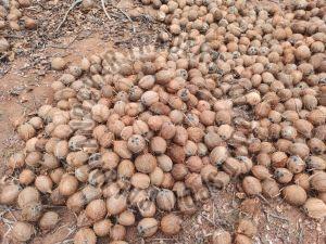 Semi Husked Brown Coconut, Available Grades : A Grade