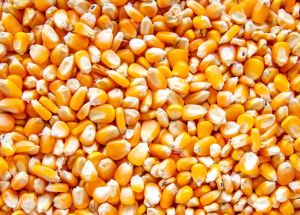 maize
