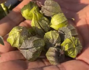 Organic Raspberry, Grade : Food Grade, Packaging Type : Carton