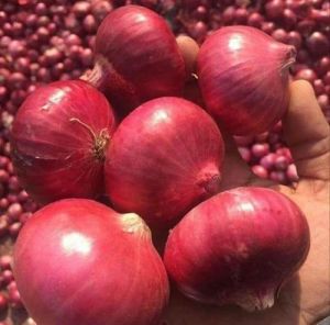 fresh red onion