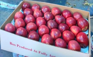 Natural Fresh Kashmir Apple, Packaging Type : Carton