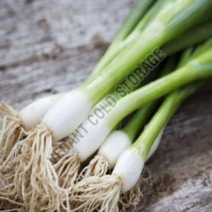 Frozen Green Onion, Cultivation Type : Organic for Cooking