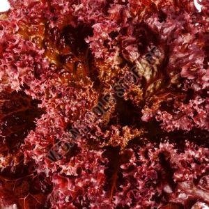 frozen red lollo rossa lettuce
