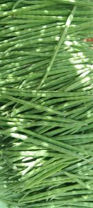 Green Drumstick, Packaging Size : 5Kg, 10Kg, 25Kg, 50Kg