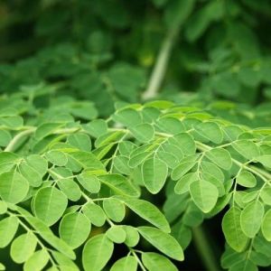 Fresh Moringa Leaves, Color : Green for Smoothies