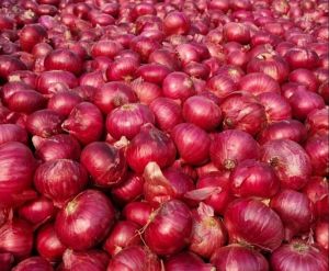 Fresh Red Onion, Packaging Size : 25-50kg Mesh Bag for Cooking