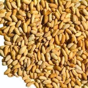 Neem Seeds, Color : Brown, Purity : 100%