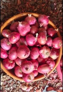 Rose Onion, Packaging Size : 5Kg Net Bag