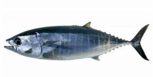 Deep Sea Catch Tuna Fish