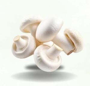 Farm Fresh White Mushroom, Packaging Type : Crate, Form : Whole
