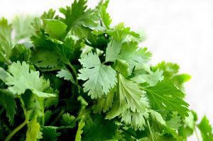 Fresh Green Coriander Leaves, Packaging Type : Sack