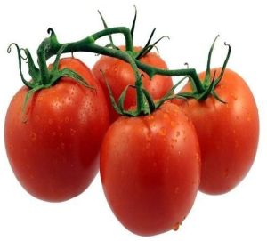 Juicy Red Tomato Medium for Culinary