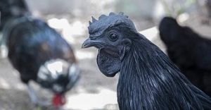 Live Kadaknath Chicken, Age : 10-14 Weeks