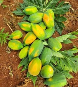 Ripe Farm Fresh Papaya
