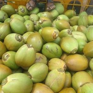 Green Tender Coconut