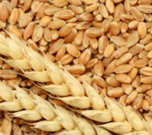 Brown DBW 303 Wheat Seeds, Packaging Size : 40 Kg