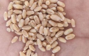 PBW 826 Wheat Seeds