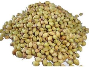Green Coriander Seeds, Packaging Type : Bag