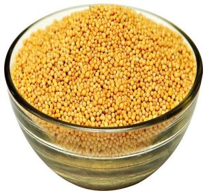 Yellow Mustard Seeds, Packaging Type : Sealed Bag