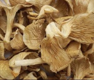 Dry Mushroom, Packaging Size : Loose, Cardboard Boxes (5 Kg, 10 Kg)