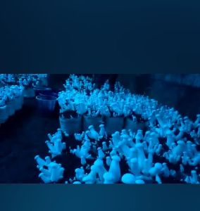 Fresh Milky Mushrooms