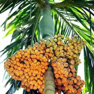 Areca Nut
