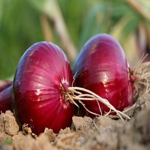 Red Onions, Packaging Size : 25Kg Gunny Bag, Loose, Net Bag