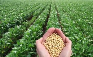 Soyabean