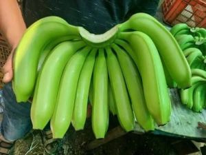 Green Organic g9 Cavendish Bananas for Human Consumption