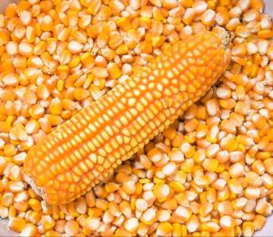 Strict Quality Standards Yellow Maize Seeds, Purity : High Purity