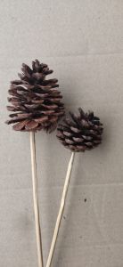 Pine Cone