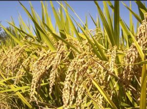 wheat seeds wheat seeds