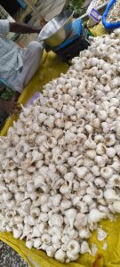 Taza Lehsun, Color : Creamy, Grade : Food Grade for Cooking