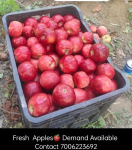 fresh apple fresh apple