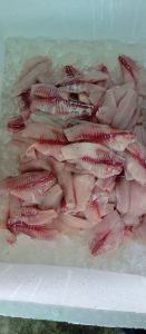 Tilapia Fillet
