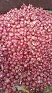 Red Onion, Packaging Size : 5Kg Gunny Bag for Cooking, Food