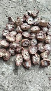 Betel Nut Supari